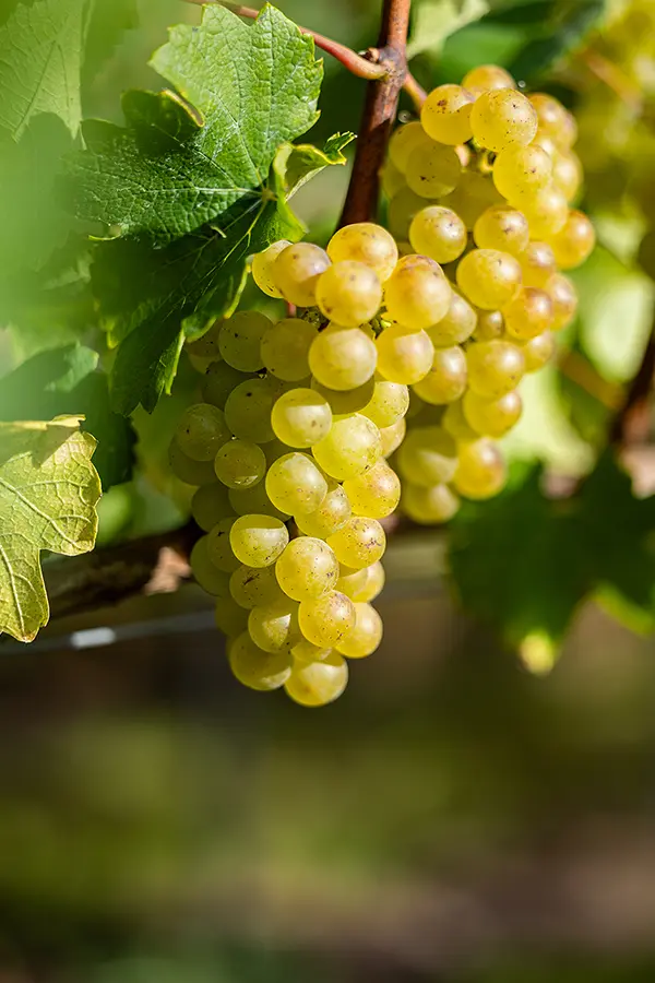 Gros plan sur une grappe de raisins