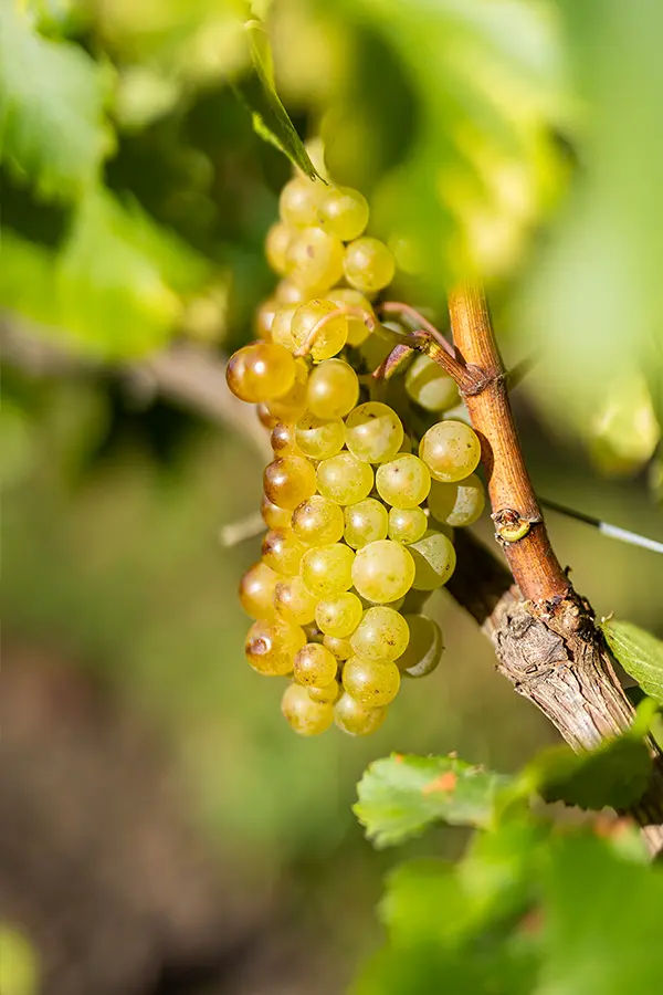 Gros plan d'une grappe de raisins blancs