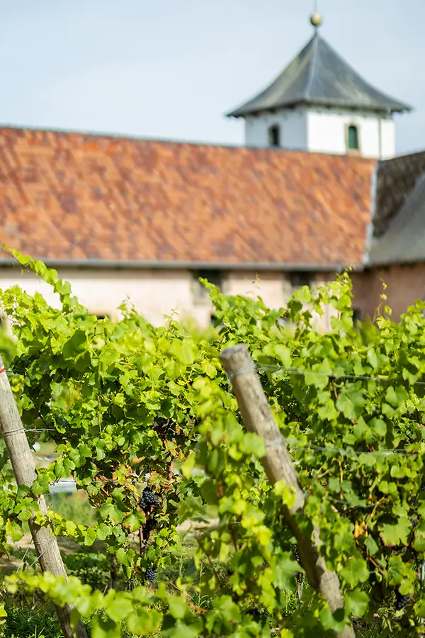 Vigne avec domaine en arrière plan
