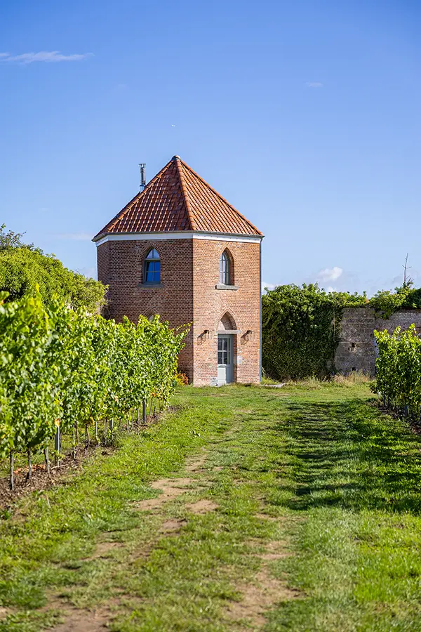 Vignes du Domaine Becq