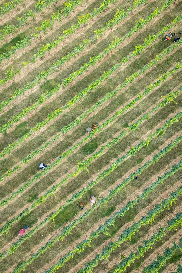 Vue aérienne des vignes