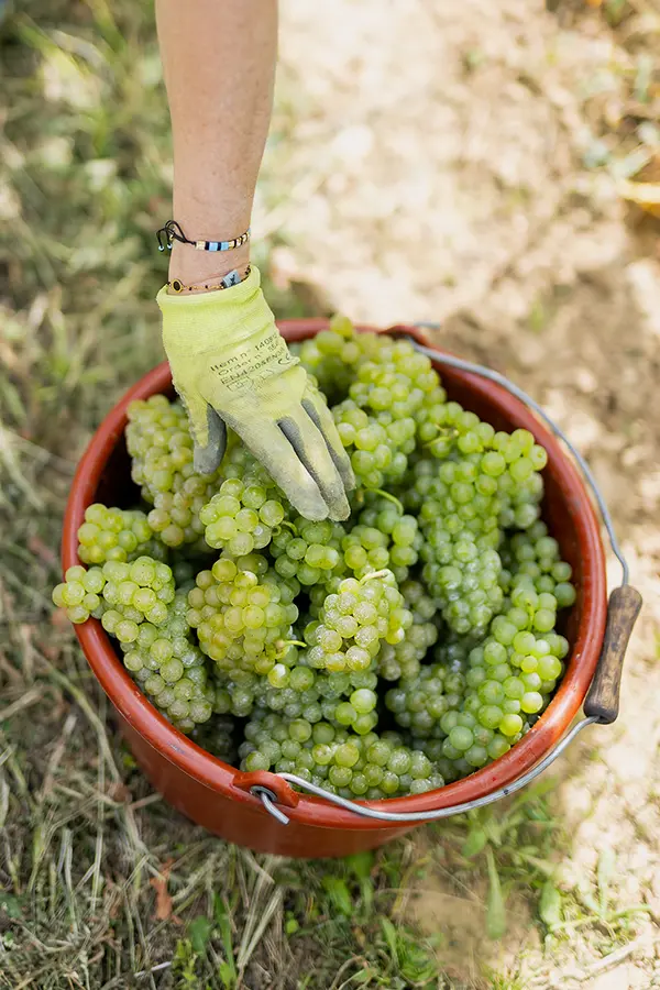Récolte des raisins