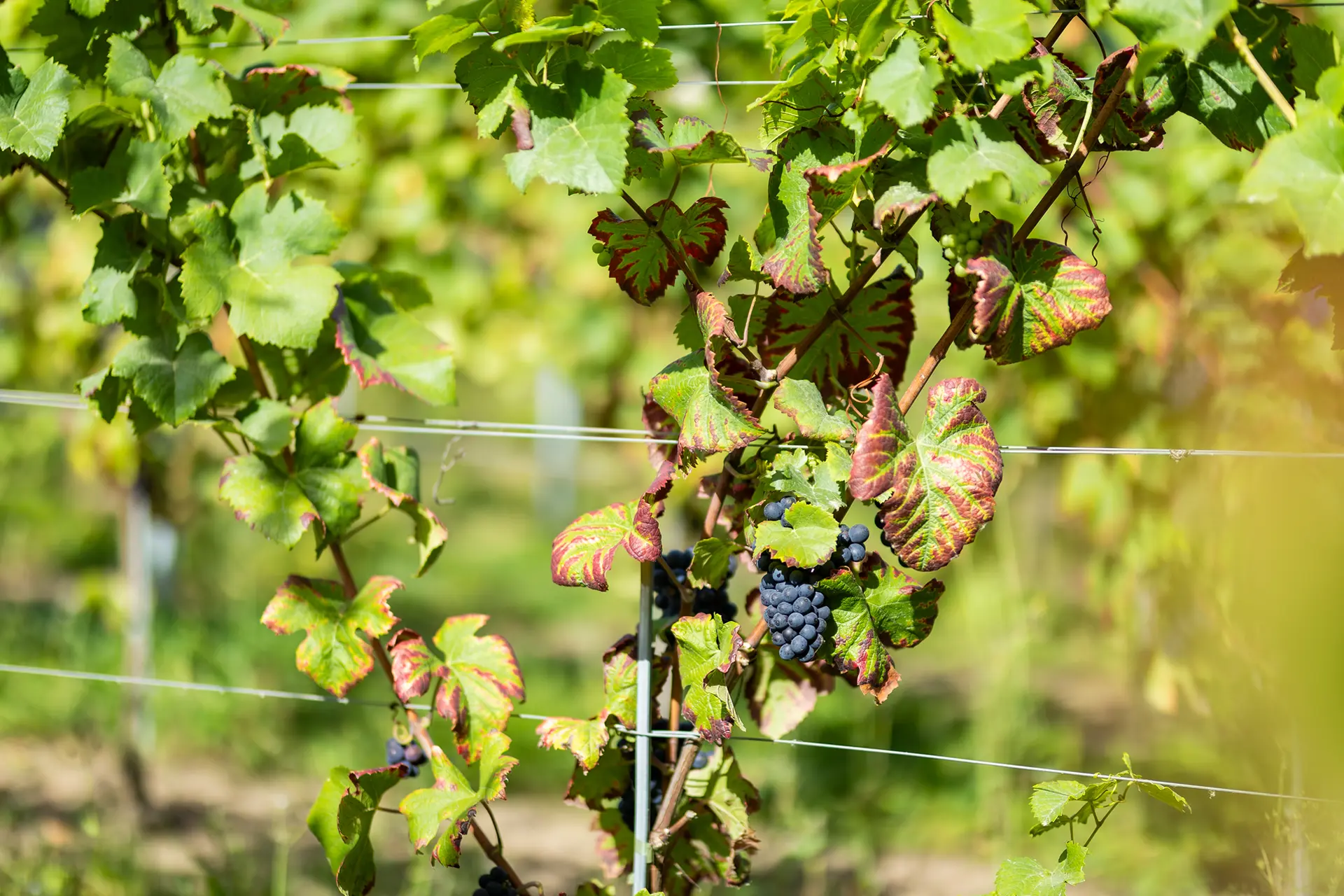 Gros plan d'une grappe de raisins dans une vigne