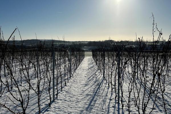 C'est aussi l’hiver dans les vignes